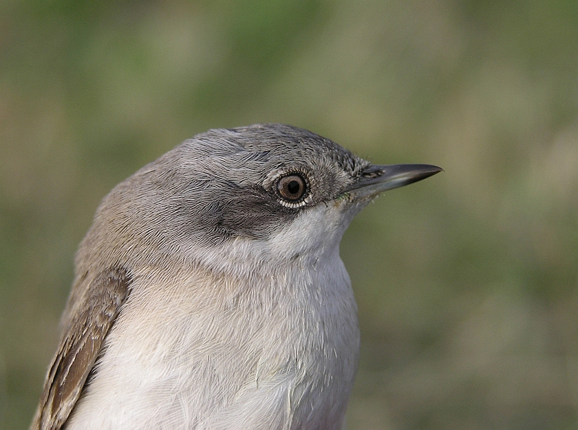 Lesser Whitethroat, Sundre 20050512